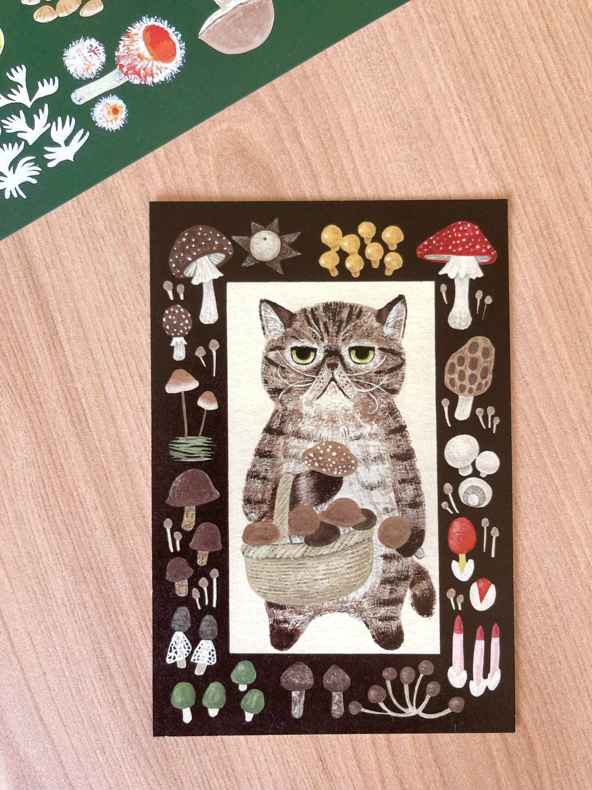 Exotic Shorthair & Mushrooms