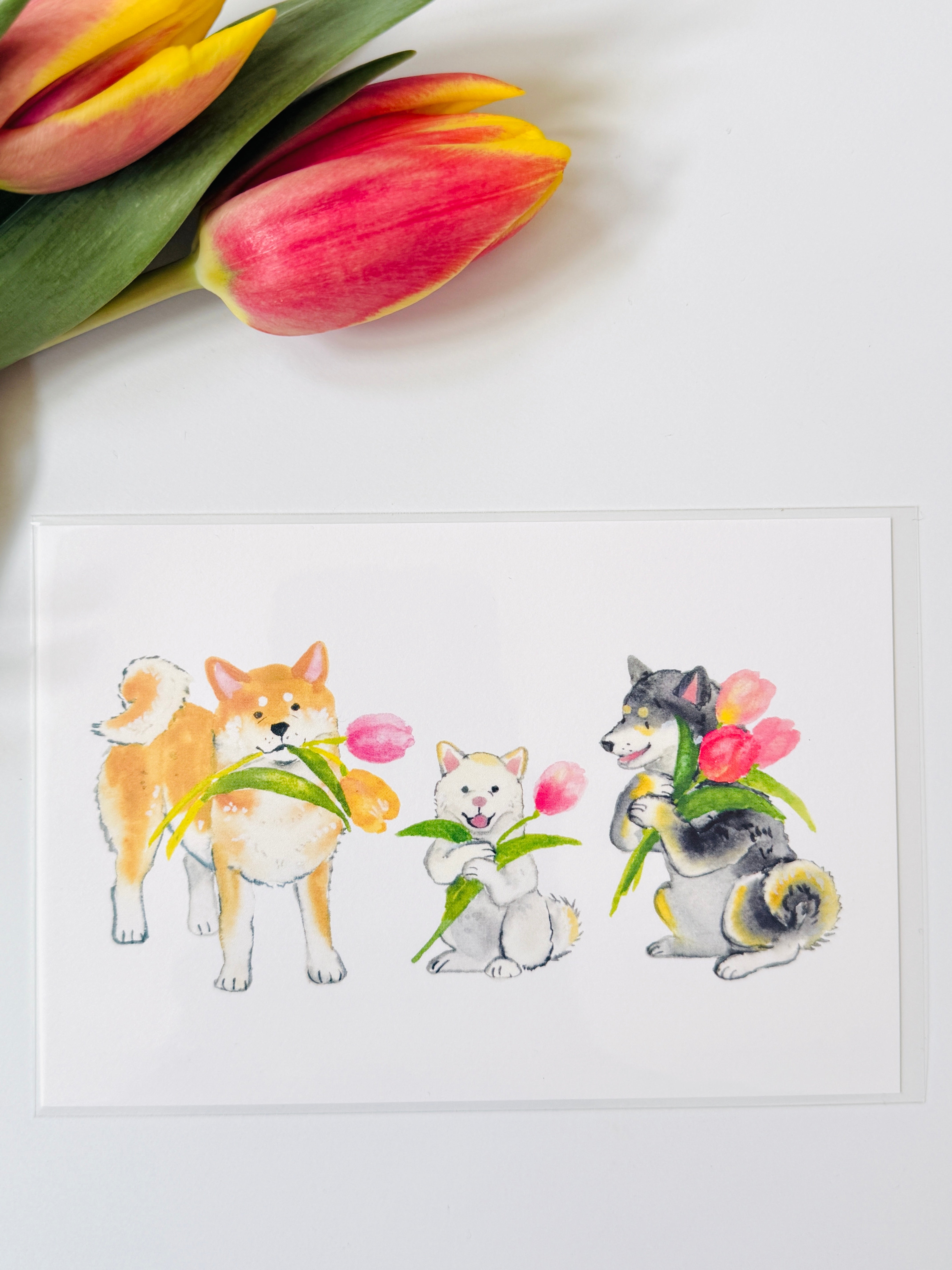 [Natsuka Murata] Shiba Inu & Tulips postcard