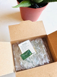 [Greeting Life] Succulent Plants 🪴 Delivery Box flake stickers