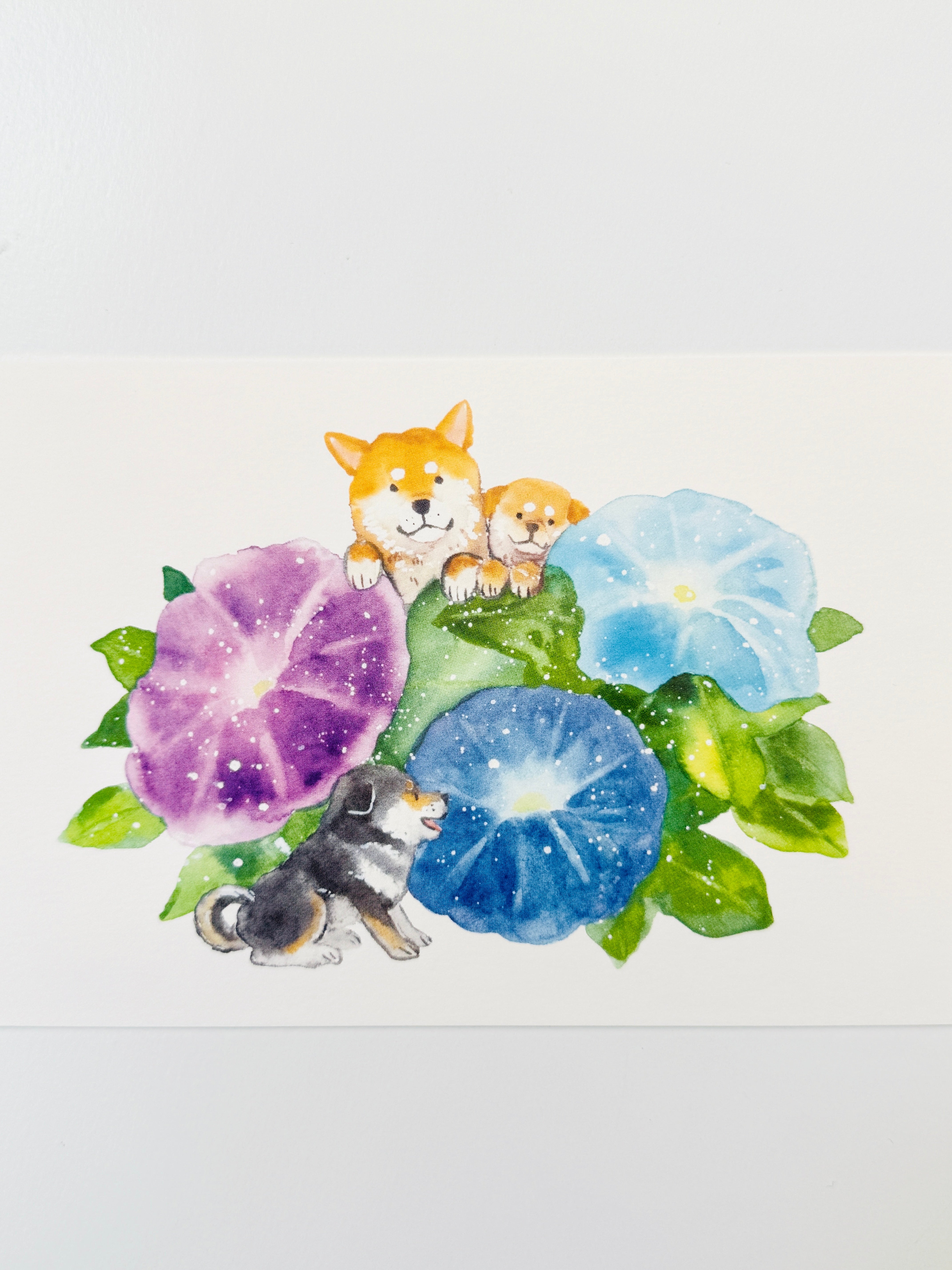 [Natsuka Murata] Shiba Morning Glory (Asagao) postcard