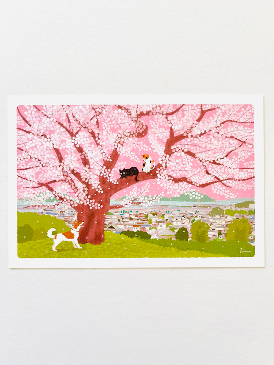 [Tabineko] Cherry Blossom on the Hill (2018) postcard x Toshinori Mori