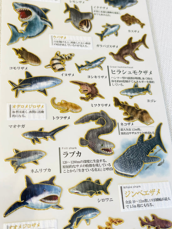 [Kamio] Shark Species sticker sheet